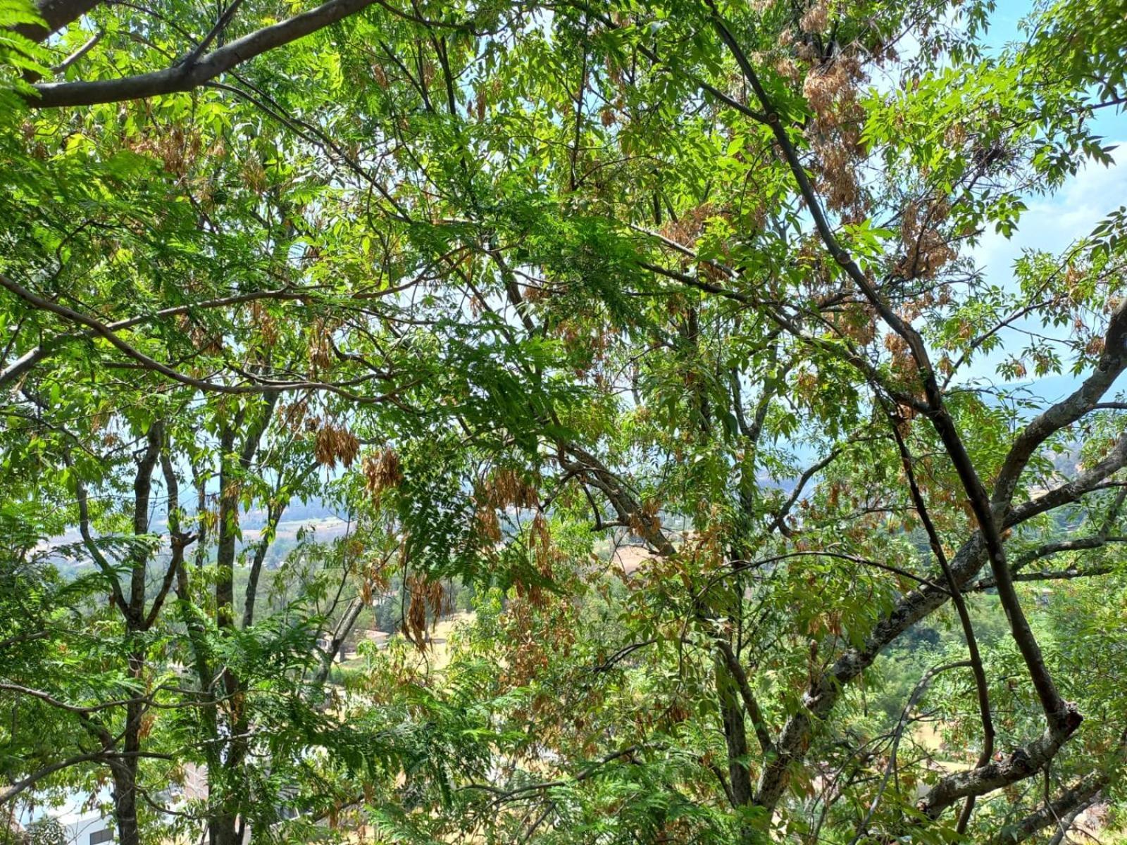 Solache Inn Zitácuaro Szoba fotó